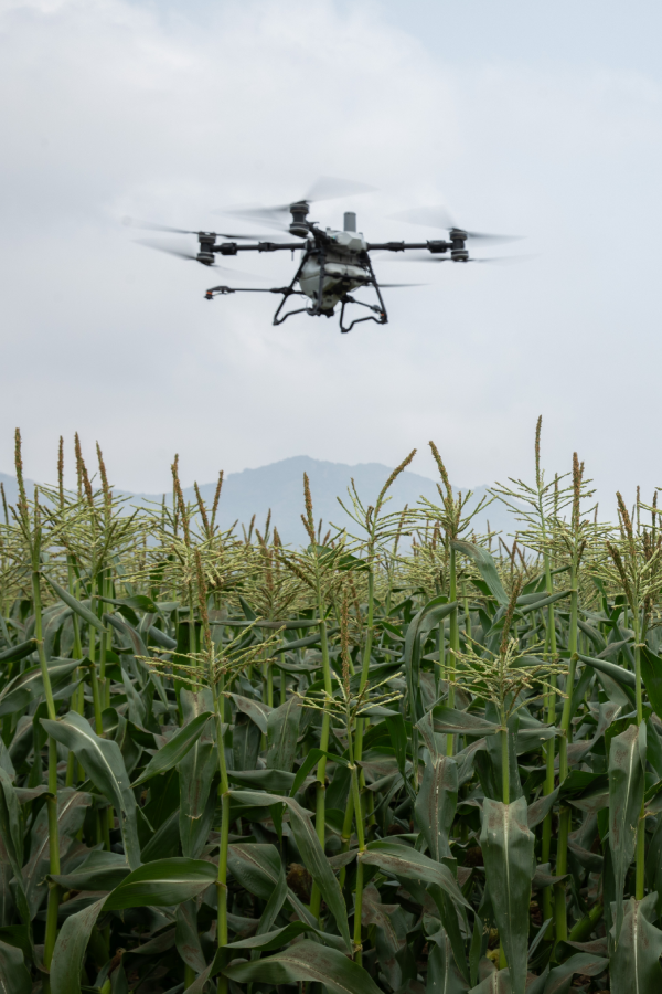 Two agricultural drones spraying mist over a lychee orchard
