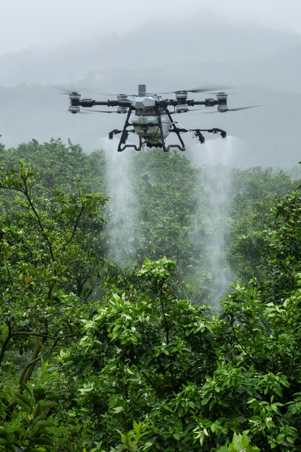 Agricultural drone spraying over a flowering citrus orchard